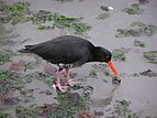 Oyster catcher