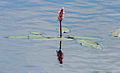 Veenwortel (Persicaria amphibia) in Nationaal Park De Alde Feanen. Locatie, It Wikelslân.