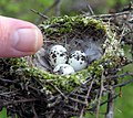 Thumbnail for File:Vermillion Flycatcher Nest with Eggs &amp; Thumb for Size (17515986).jpg