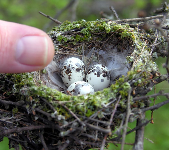 Tập tin:Vermillion Flycatcher Nest with Eggs & Thumb for Size (17515986).jpg