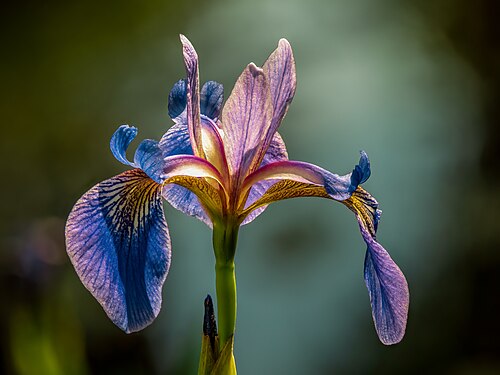 Verschiedenfarbige Schwertlilie (Iris versicolor)-20200603-RM-100257.jpg