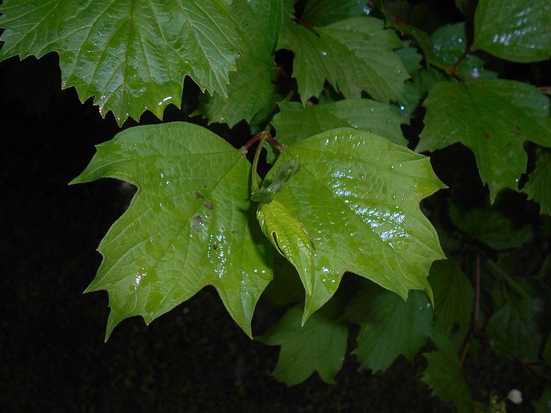 File:Viburnum sargentii 2016-05-17 0774.jpg