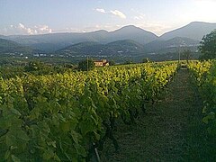 Vineyard in Naoussa, central Macedonia