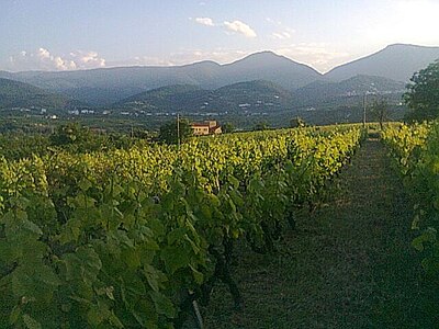 Vineyard in Naousa