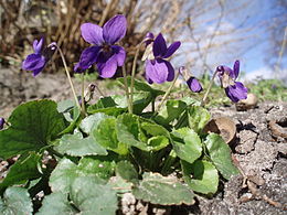 Viola odorata Maarts viooltje.JPG