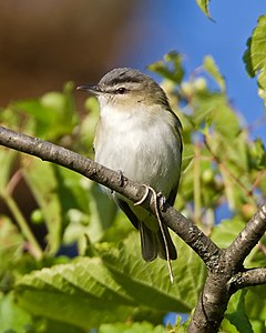 Ruĝokula vireo, en Wisconsin, Usono