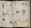Voynich Manuscript (163).jpg