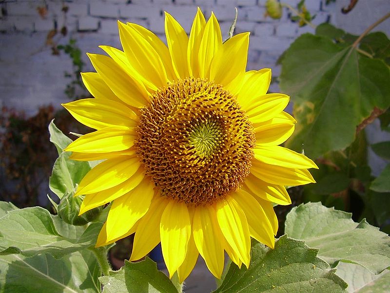 File:W&Asunflower.jpg