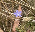 Thumbnail for Wahlenbergia gracilis