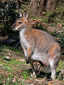 Wallaby with joey444.jpg