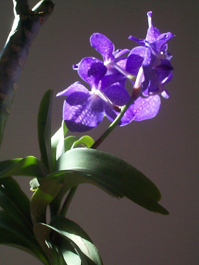 Vanda coerulea - Wikipedia, la enciclopedia libre