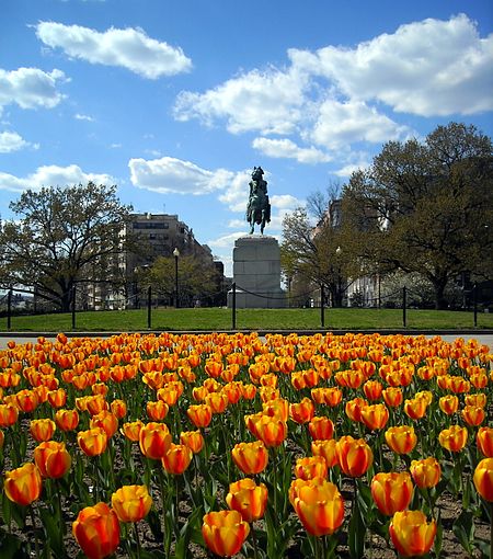 Washington Circle and tulips