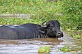 * Nomination Water Buffalo at the Amazon River --CHK46 14:45, 28 April 2015 (UTC) * Decline Not sharp, sorry --Bgag 15:12, 28 April 2015 (UTC)