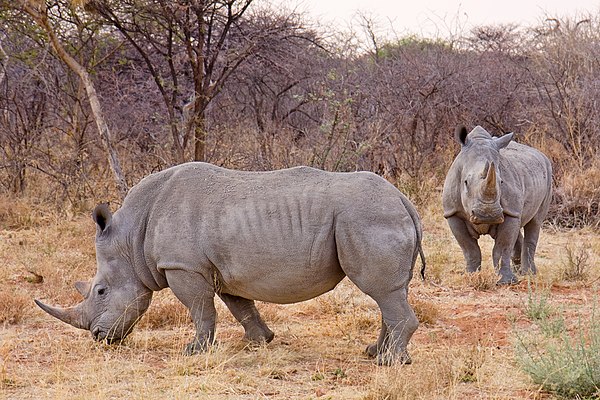 The white rhinoceros is actually grey.