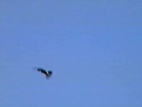 File:Wedge-tailed Eagle dayboro.ogv