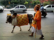 A cow walking in Delhi Well-loved cow, Delhi.jpg