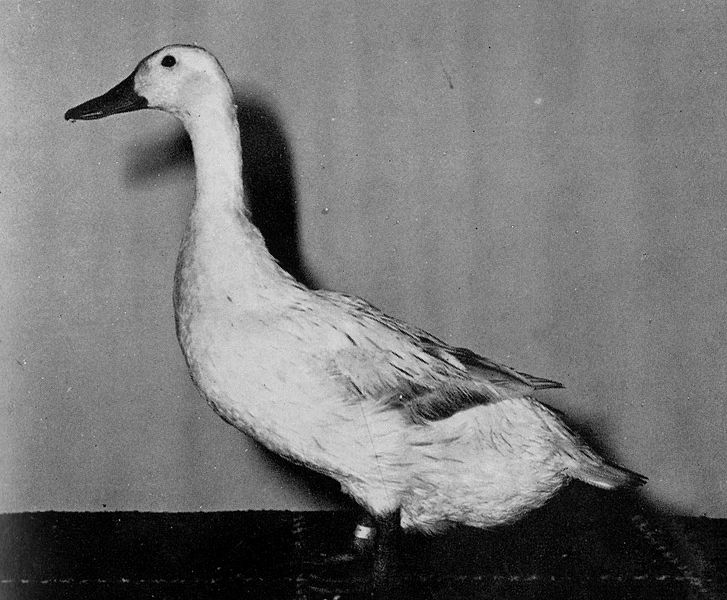 File:Welsh Harlequin Duck.jpg