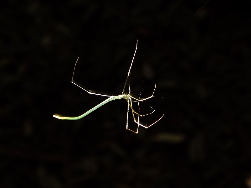 File:Whip Spider (Ariamnes flagellum) (21844083238).jpg