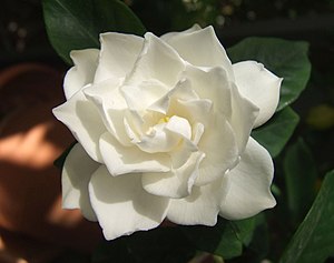 White Gardenia flower.jpg