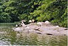 White Ibis flock