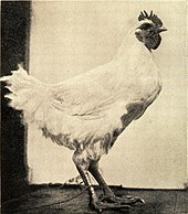 Thayer's "White fowl, lacking counter-shading, against a flat white cloth." White fowl lacking countershading.jpg