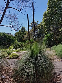 XanthorrhoeaMedia SydBG-20171107-2b.jpg