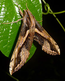 Xylophanes ceratomioides (7471755022) .jpg