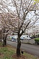 P034 八房桜 Yatsubusazakura 全体の写真