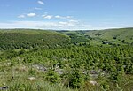 Миниатюра для Файл:Young forest west Abergwesyn, Powys - geograph.org.uk - 4336546.jpg