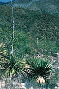 Yucca declinata fh 0403 MEX B.jpg