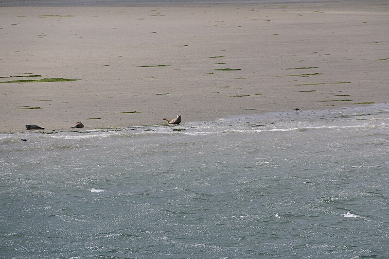 File:Zeehonden, Nationaal park Oosterschelde 05.jpg