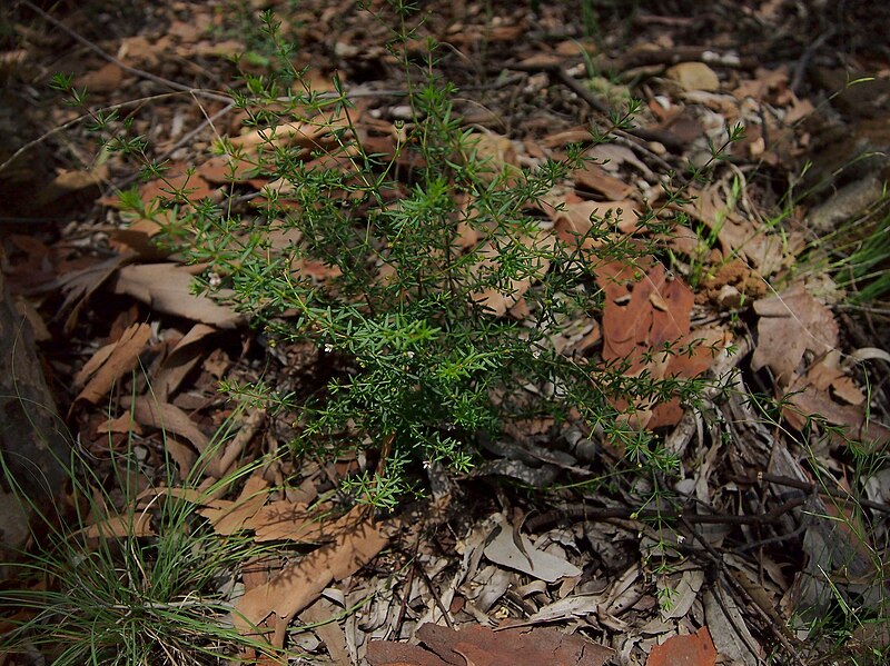 File:Zieria aspalathoides subsp. aspalathoides.jpg