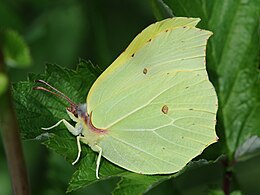 Gonepteryx rhamni