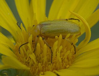 <i>Zonitis sayi</i> Species of beetle