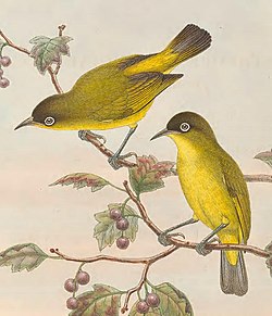 Zosterops uropygialis - The Birds of New Guinea (cropped).jpg