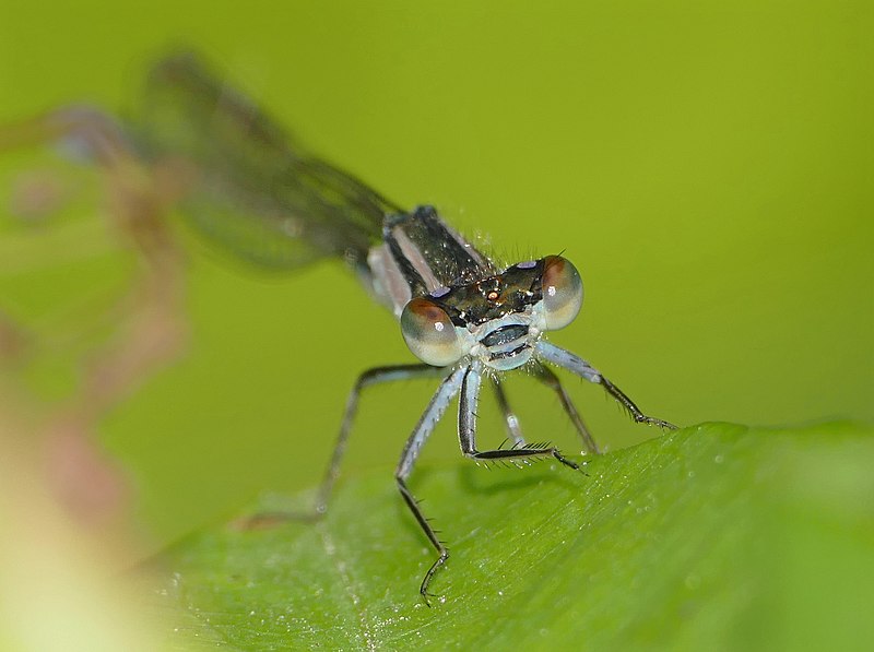 File:Zwerglibelle, Nehalenia speciosa - pygmy damselfly (19934287070).jpg