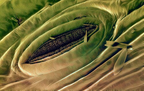 The spiracle of a butterfly pupa in a scanning electron microscope