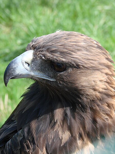 File:Águila real (Aquila chrysaetos).JPG