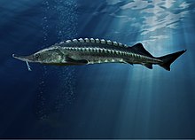 The Beluga sturgeon (Huso huso) is an example of a critically endangered species. Their wild populations have been reduced due to overharvesting for its caviar. Biluga (Huso huso).jpg