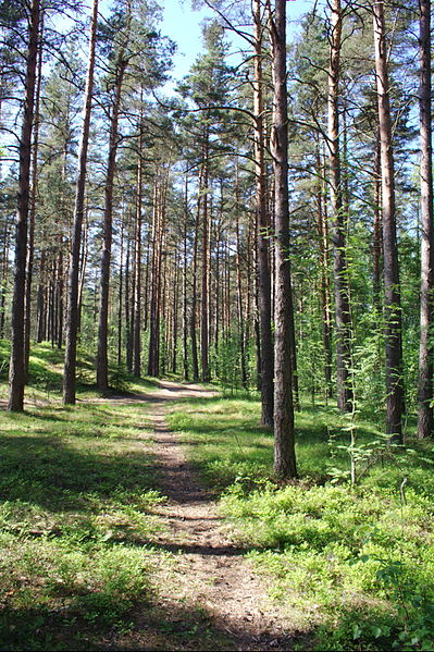 File:Лесная тропа - panoramio.jpg