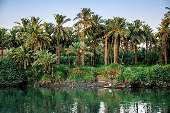 Al-Shamiya river with palms © Mustafaturky