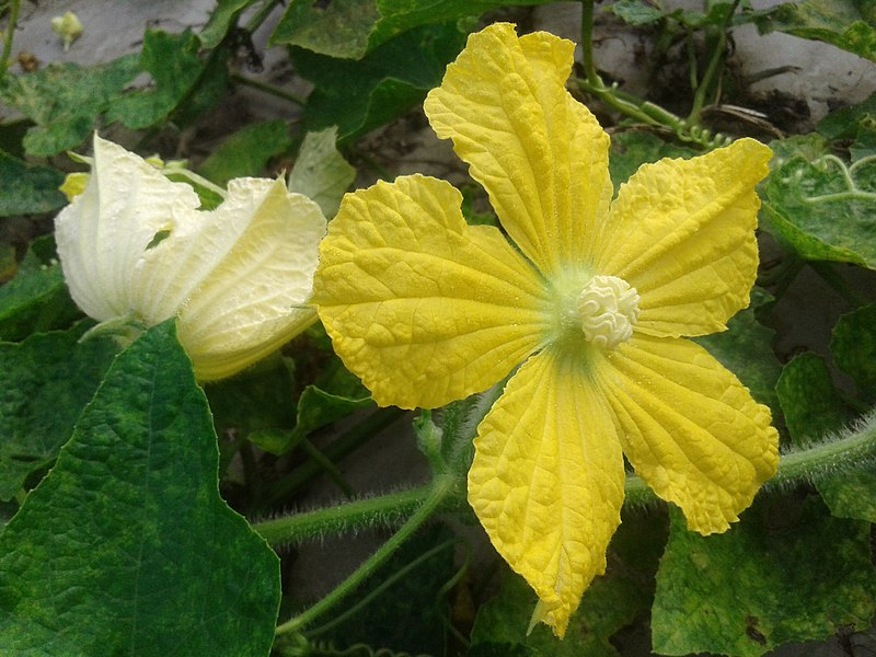 File:চালকুমড়ার ফুল (Benincasa hispida, wax gourde flowering).jpg