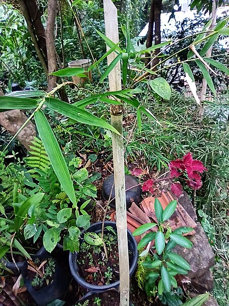 File:വെള്ള മുള (Pseudo oxytenanthera ritcheyi).jpg