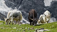 Rank: 6 of 86 Grazing wild yaks in South Tyrol