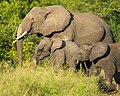 * Nomination Elephant family at Queen Elizabeth National Park --Giles Laurent 00:12, 30 October 2023 (UTC) * Promotion  Support Good quality.--Agnes Monkelbaan 05:13, 30 October 2023 (UTC)