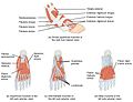 1124 Intrinsic Muscles of the Foot.jpg