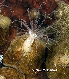 <i>Octineon</i> Genus of sea anemones