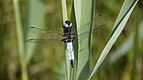 ♂ Libellula fulva