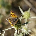 * Nomination Kleiner Feuerfalter, Weibchen - Lycaena phlaeas --Hockei 16:54, 17 March 2013 (UTC) * Promotion  Support OK --A.Savin 17:50, 17 March 2013 (UTC)