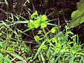 20120714Euphorbia esula.jpg